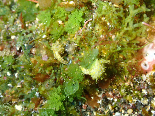 ヒメシダヅタの間にいた体長1ミリほどのテンガンノツユたち