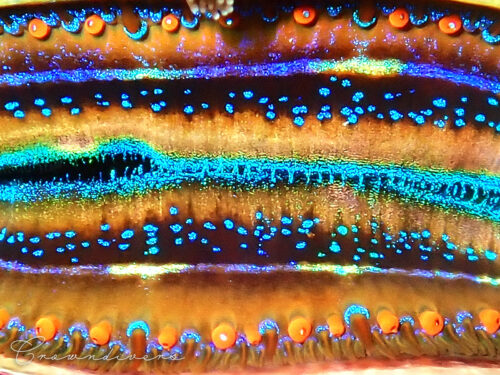 ウミギクガイモドキの鮮やかな口の周りのアップ