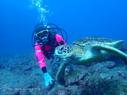 アオウミガメと一緒に泳ぐダイバー