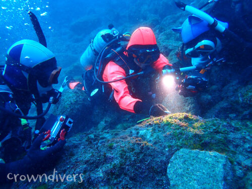 水底の生き物の写真を撮るダイバーたち