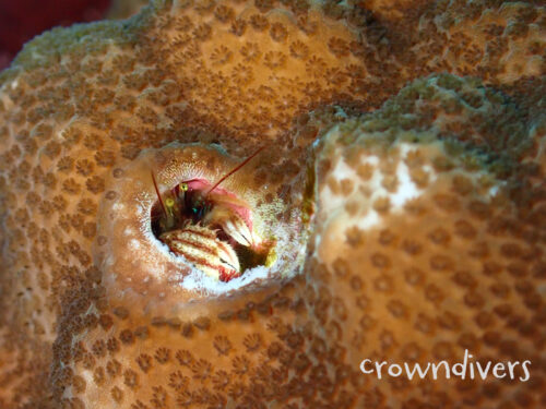 サンゴに開けた穴に住んでいるカンザシヤドカリ