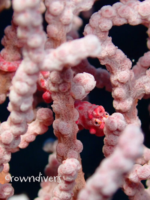 ウミウチワの中のピンク色のピグミーシーホース