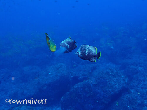 ユウゼンとチョウチョウウオがサルパを一緒に食べている