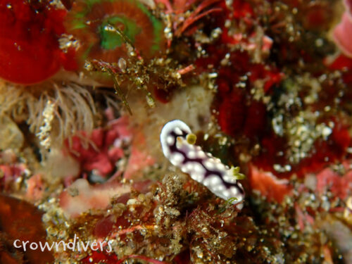 キカモヨウウミウシ