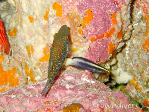 ソメワケベラにクリーニングをしてもらっているシボリキンチャクフグ