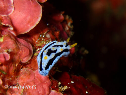 ソライロイボウミウシの幼体