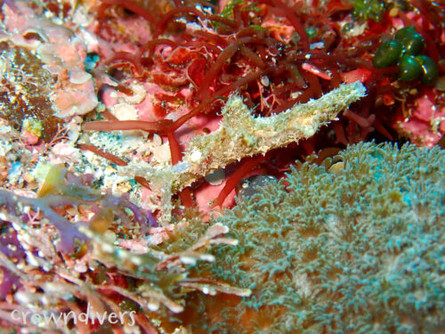 海藻のように見えるフチドリミドリガイ