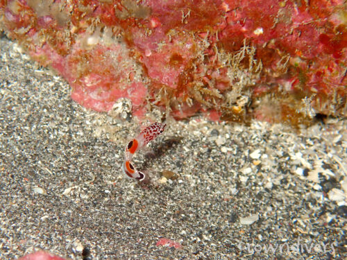 砂地の色に同化しているカンムリベラの幼魚