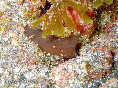 茶色の葉っぱに擬態したツマジロオコゼ