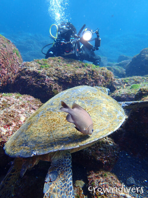 食事中のアオウミガメの甲羅を綺麗にクリーニングしているスズメダイを撮るダイバー