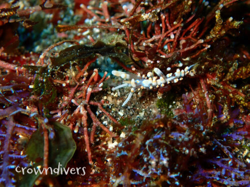 ハチジョウミノウミウシ