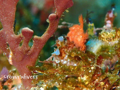 紅色のフィコカリス・シムランス