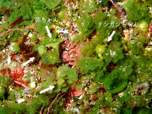 海藻の上のテンガンノツユと白い卵塊