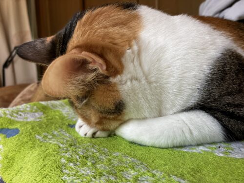 三毛猫の「ごめん寝」のポーズ