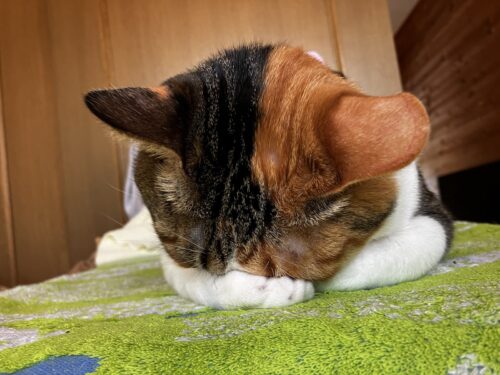 三毛猫の「ごめん寝」のポーズ