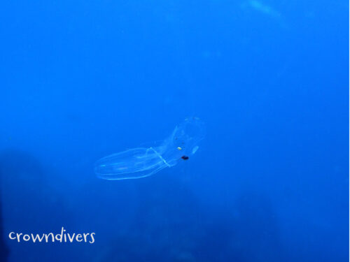 クシクラゲがサルパを食べている