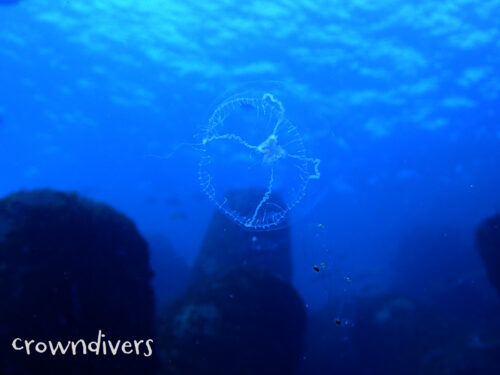 水中に漂っているクラゲ