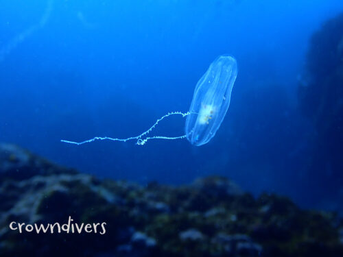 長い2本の触手を持つクシクラゲ