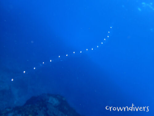 連なっているサルパ