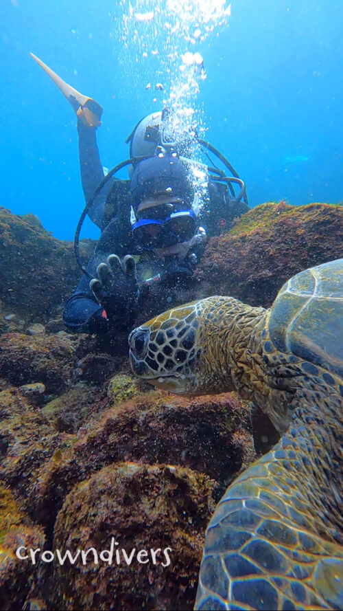 カメの食事を真横で観察しているダイバー