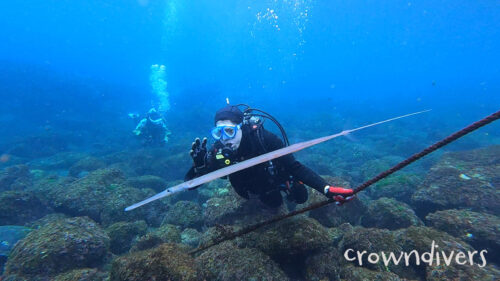 アオヤガラを見ているダイバー