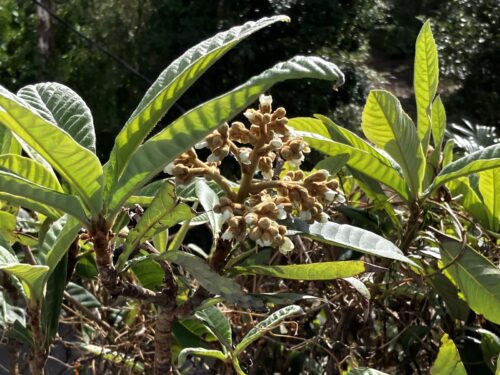 12月に白い花をつけたビワの木