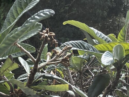 小さな実になり始めたビワの木