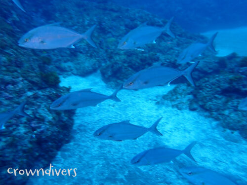 小さなカンパチの集団