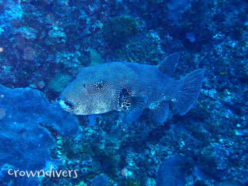 大きなモヨウフグ