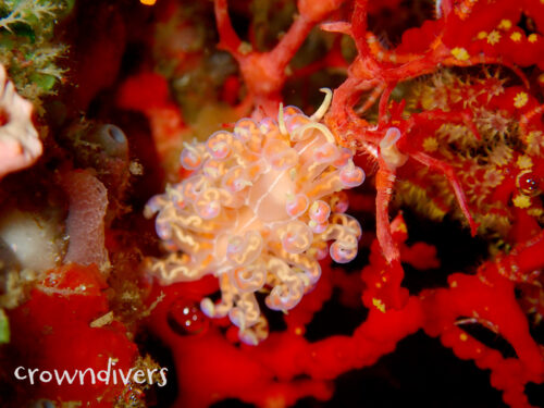 真っ赤なイソバナに着いているタオヤメミノウミウシ