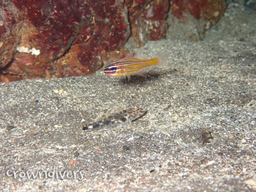 キンセンイシモチの下にハタタテサンカクハゼ