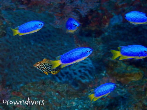 ソラスズメダイの中にノドグロベラ