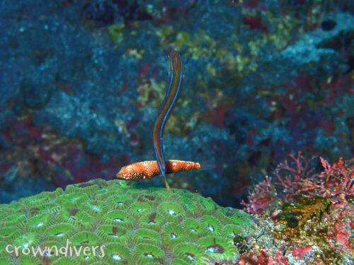 セジロノドグロベラとミナミギンポ