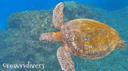 アオウミガメの背中