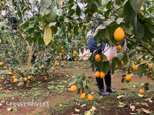ビニールハウスの中で育つ八丈フルーツレモン