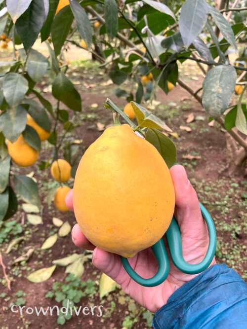 八丈フルーツレモン