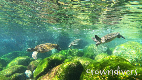 浅瀬に集まるアオウミガメたち