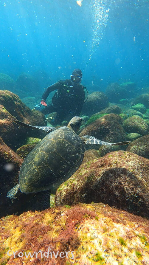 アオウミガメを観察しているダイバー