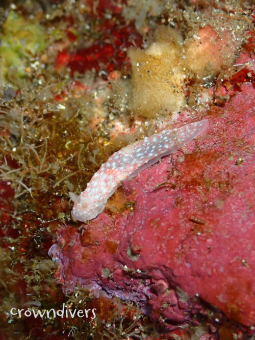 アマミキヌハダウミウシ