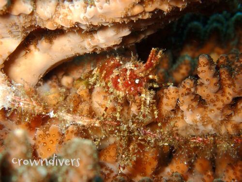 サンゴの隙間に隠れているフシウデサンゴモエビ