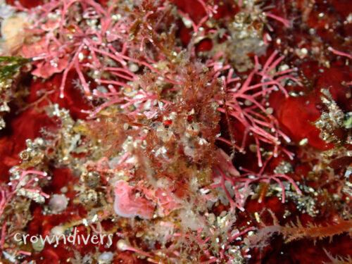 カイメンを体にくっつけたカニ