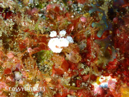 カイメンを体にくっつけたカニ