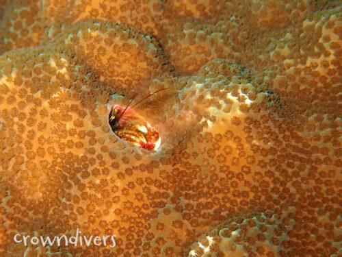 サンゴの穴の中に住んでいるカンザシヤドカリ