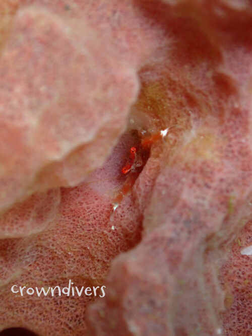 カイメンの中のコシオリエビ